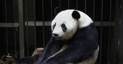 Genius Panda Fakes Being Pregnant To Get More Food Huffpost Life
