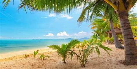 Sand Sea Sky Palm Trees Nature Tropical Landscape