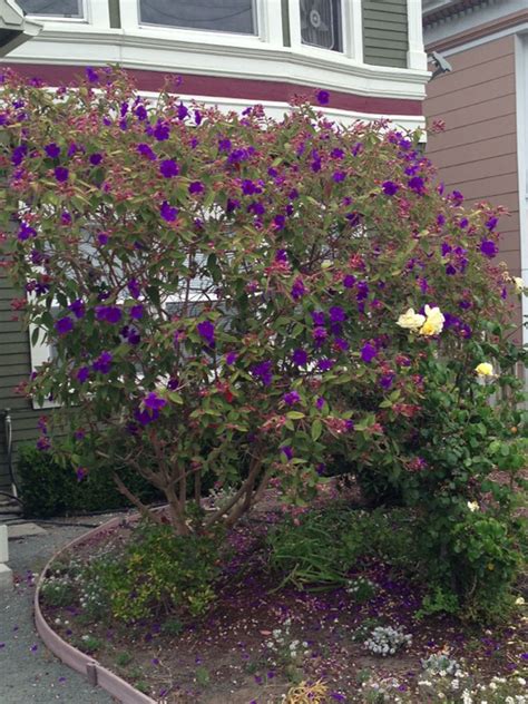 We did not find results for: Pin by Thu Le on Garden, lawn, and yard stuff | Purple ...