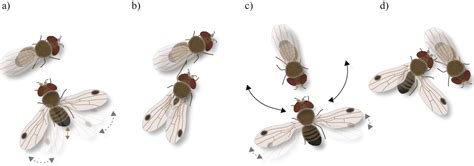Courtship behaviour towards humans may be important in the reproductive success of ostriches in a farming environment. Insects | Free Full-Text | Sexual Behavior of Drosophila ...