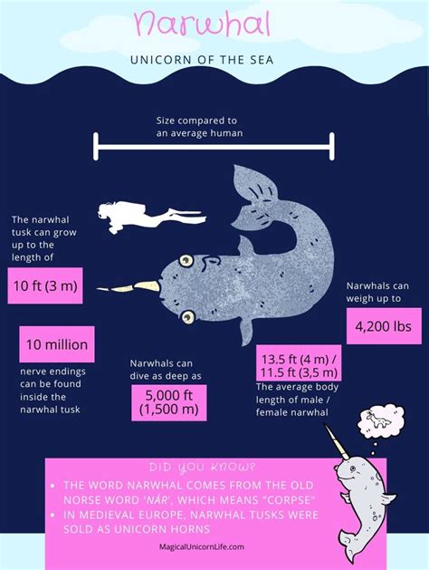Pin By Edna On Preschool In 2021 Narwhal Facts Narwhal Whale Species