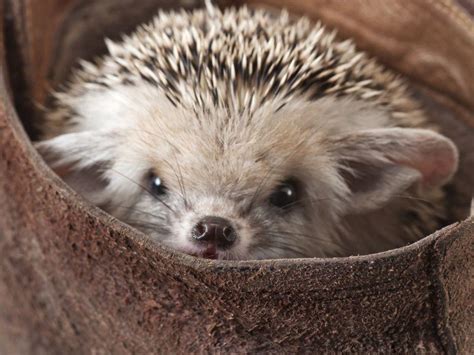 Igel in der natur überwintern lassen: So helfen Sie Igeln beim Überwintern im Garten