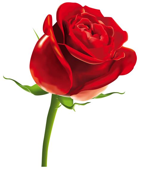 A Single Red Rose On A White Background