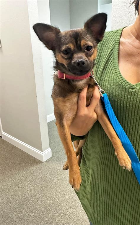 Lost dog found around Himes area in Carrollwood : r/tampa