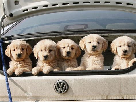 We have looked into this and found out that taking care of your dog's wound properly can alleviate her naturally, most dogs may lash out to protect themselves from further pain during wound cleaning. These photos prove that cars are a dog's best friend ...