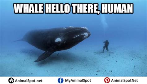 Whale Memes
