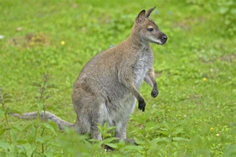 Man Finds Kangaroos Eating Toilet Roll