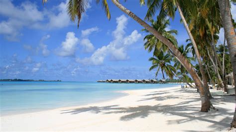Обои Мальдивы пляж тропическая зона Пальма Карибский бассейн Full