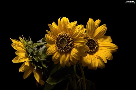 Use them in commercial designs under lifetime, perpetual & worldwide rights. Three, Black, background, decorative Sunflowers - Flowers ...
