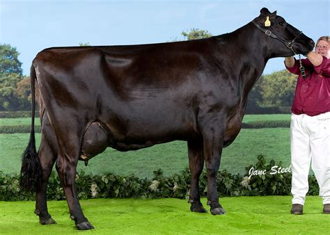Jersey Swiss Cow - Farm House