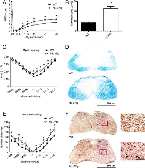 Beneficial Effects Of Il 37 After Spinal Cord Injury In Mice Pnas