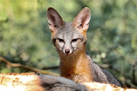 Little Fox Big Ears Gray Fox Kit Renee Grayson Flickr