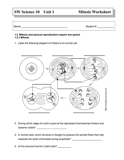 Cells alive cell cycle worksheet answers. MITOSIS Worksheet | Plant cell diagram, Worksheets, Cell cycle