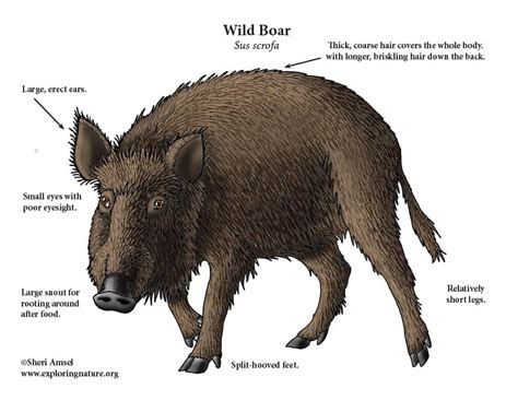 Boar Wild
