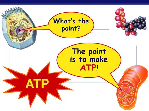 PPT Cellular Respiration Stage 1 Glycolysis PowerPoint Presentation
