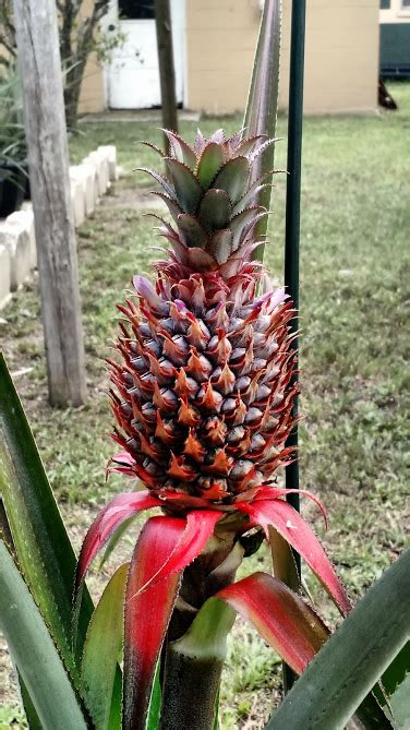 How to say how have you been doing? OT: Red Spanish Pineapple - Ourfigs.com