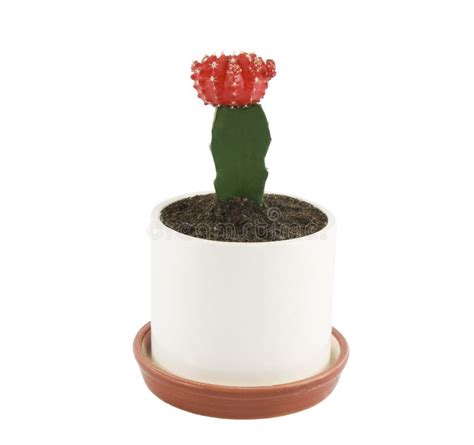 Cactus In Flower Pot Stock Photo Image Of Colors Evergreen 11940612