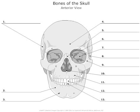 12 Best Images Of Skull Anatomy And Physiology Worksheets