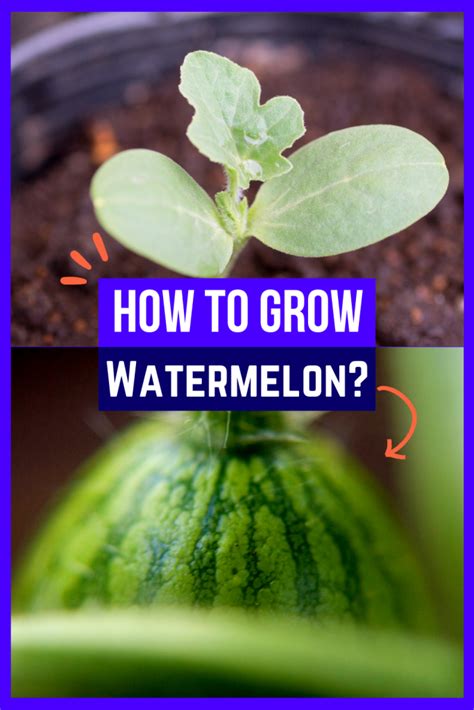 How To Grow Watermelon In A Raised Bed Bed Gardening
