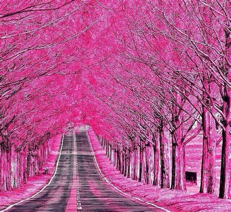 Pin By Jackie Bailey On Love Pink Beautiful Nature Nature Instagram