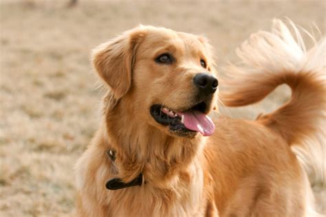 15 Best Dog Breeds For First Time Owners