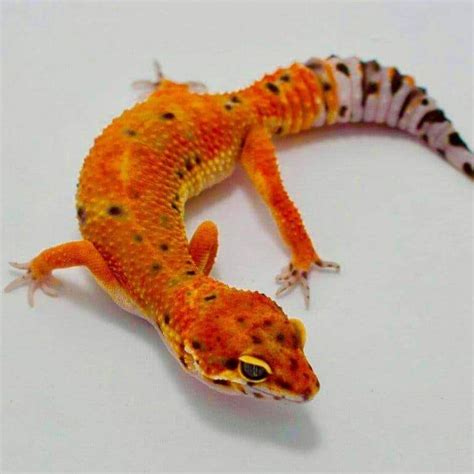 Leopard gecko for sale | buy baby leopard gecko morphs for sale