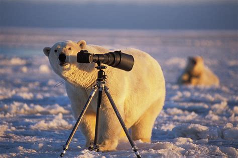 Polar Bear Investigating Photographers Photograph By Steven J
