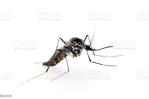 Tiger Mosquito Aedes Albopictus Stock Photo Download Image Now