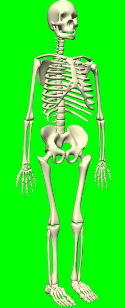 Accurate Human Skeleton 3d Model