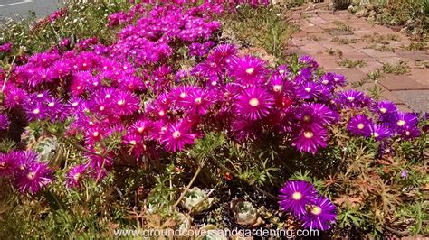 Ground Cover Plants For Sunny Areas