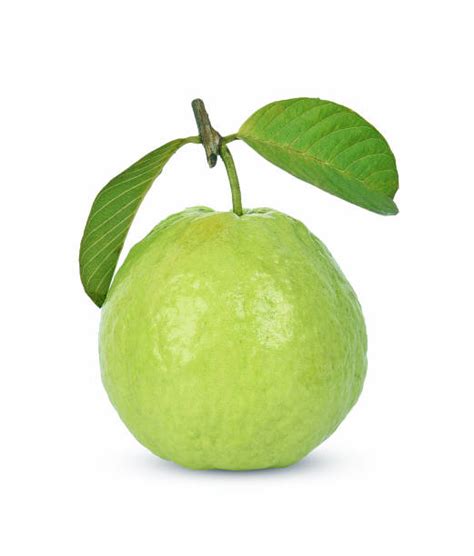 29900 Guava Fruit Stock Photos Pictures And Royalty Free Images Istock