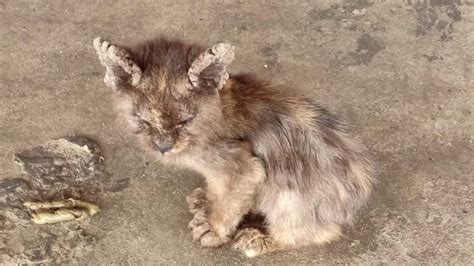 Kelumpuhan sebagian atau seluruh tungkai belakang dapat terjadi sebagai akibat. Ubat Kucing Kena Kurap - Contoh Atr