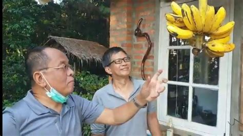 This is just satire fueled by the frustration of interactions with careless and disrespectful individuals. Pisang anti covid (viral) satire rocky gerung dan said ...