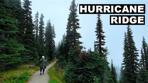 Olympic National Parks Hurricane Ridge Trails And Scenic Drive Best