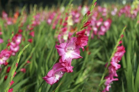 Maybe you would like to learn more about one of these? Different Kinds of Long-Stem Flowers | Hunker