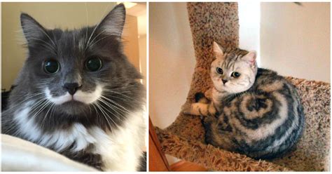 Cats With Unusual Markings