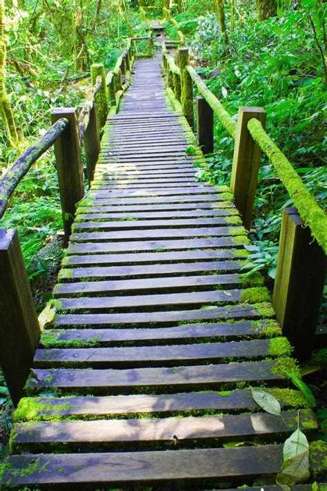 Wooden Bridge Covered With Moss Stock Photo Image Of Environment