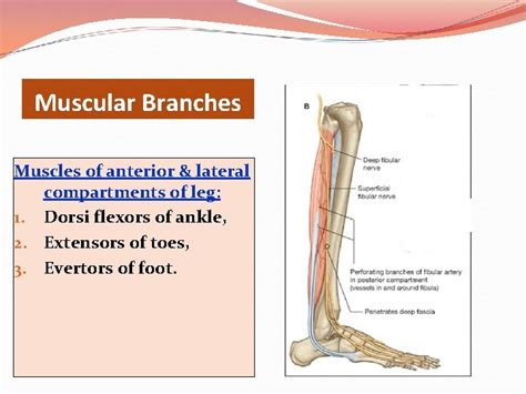 SCIATIC NERVE OBJECTIVES By the end of the