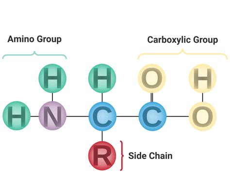 Amino Acids — Overview And Structure Expii