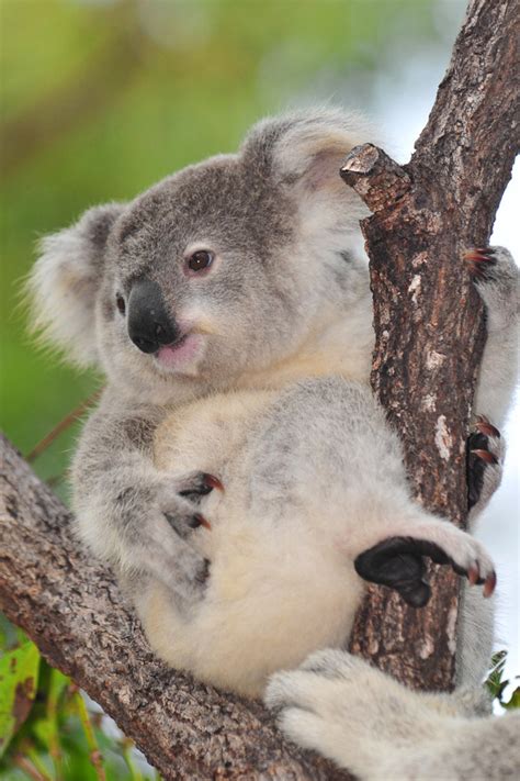 They seem to always do the. Magnetic Island - Koalas, Beaches and Sunsets