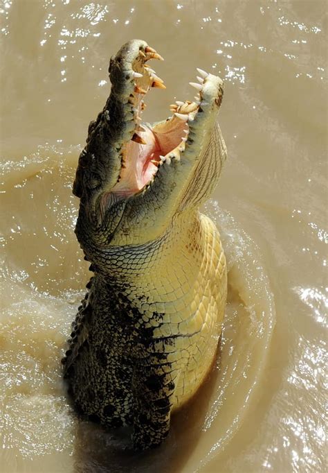 Largest Crocodile Ever Recorded Lolong And More