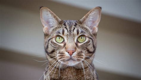 Ocicat Cat Breed Information Purina