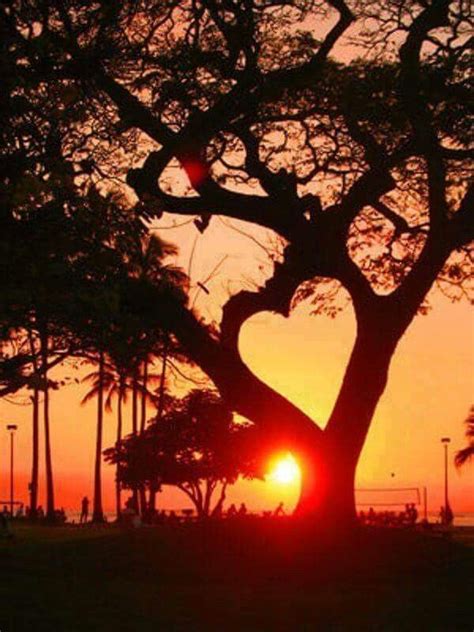 Heart Tree At Sunset Heart In Nature Beautiful Nature Nature