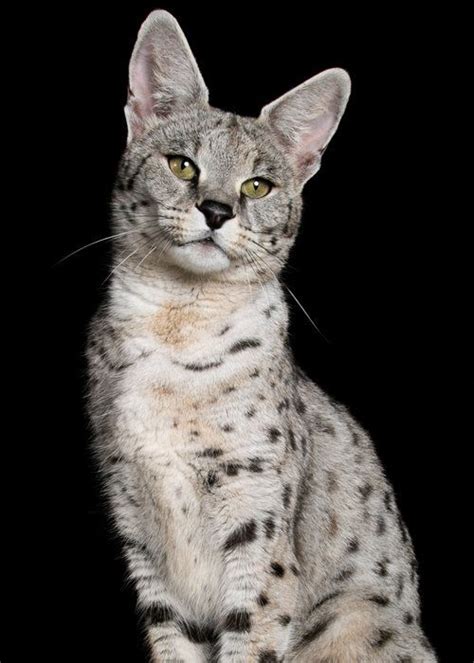 A purer savannah might be as big as 15 to 28 pounds.7 x research source. Savannah Cat Size And Weight