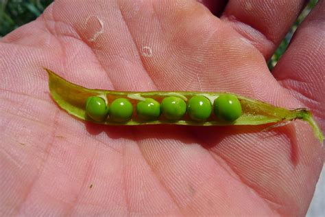 Wild Harvests Beach Pea An Enigmatic Edible