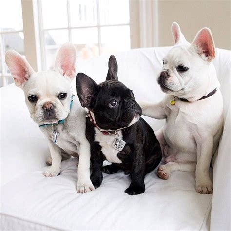 French bulldog plays with puppy goldendoodle. Pin on Doggies