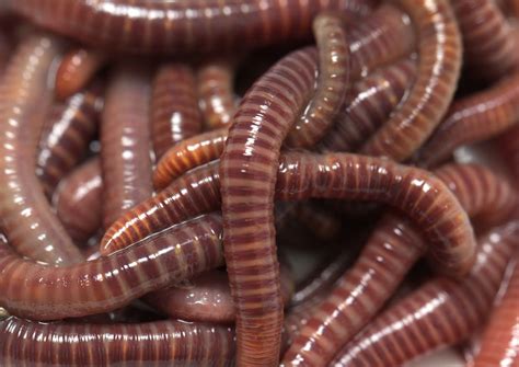 Will Two Worms Grow From A Worm Cut In Half Earthworms Live Science