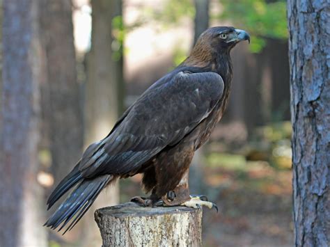 Golden Eagle Bird Photos With Pictures