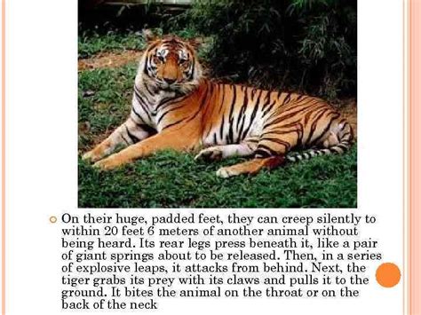 My Favorite Animal Tiger The Tiger