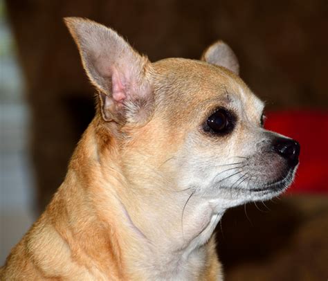 Chihuahua Dog Free Stock Photo Public Domain Pictures